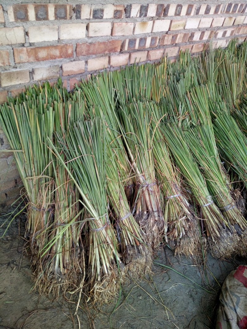 香蒲苗根状茎乳白色地上茎粗壮向上渐细易成活栽培