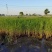 芦苇芦苇苗绿化植物批发基地河道治理公园绿化