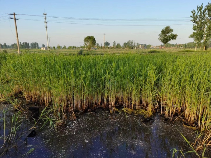 芦苇芦苇苗绿化植物批发基地河道治理公园绿化