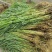 芦苇芦苇苗绿化植物批发基地河道治理公园绿化