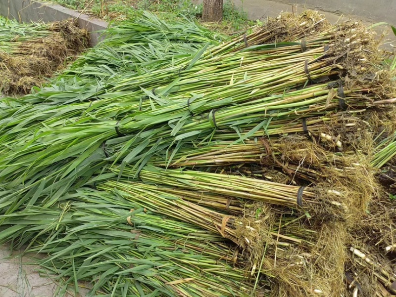芦苇芦苇苗绿化植物批发基地河道治理公园绿化