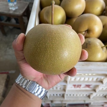 精品光果圆黄梨，套袋圆黄梨，砀山产地，全国代发。