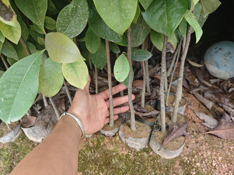 火力楠30-80公分起产地直销，价格美丽！