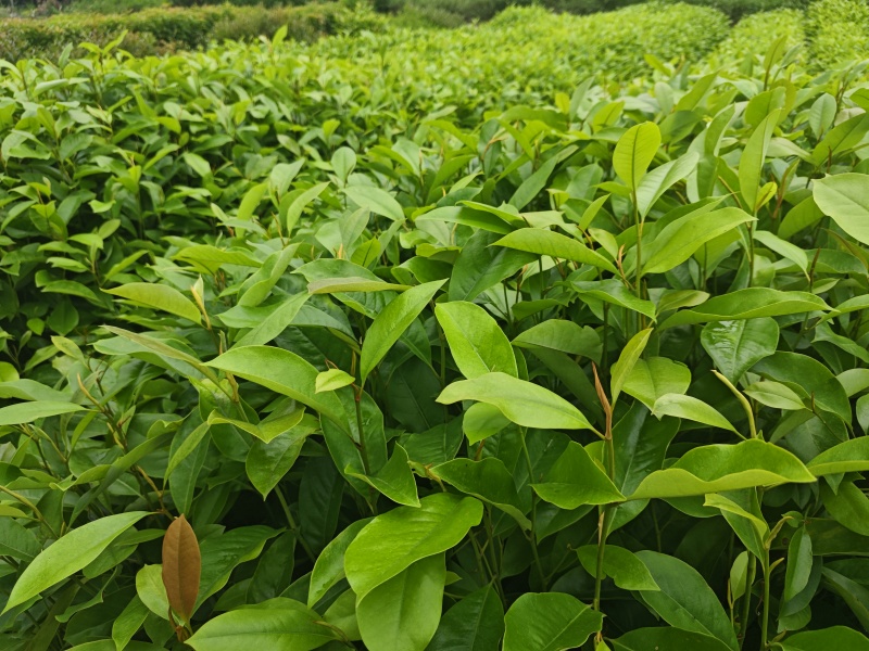 火力楠30-80公分起产地直销，价格美丽！