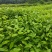 火力楠30-80公分起产地直销，价格美丽！