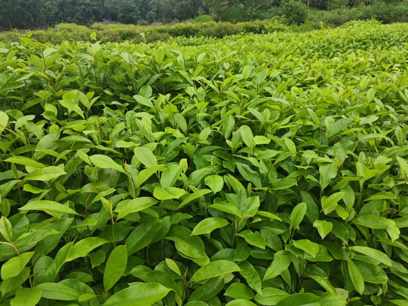 火力楠30-80公分起产地直销，价格美丽！