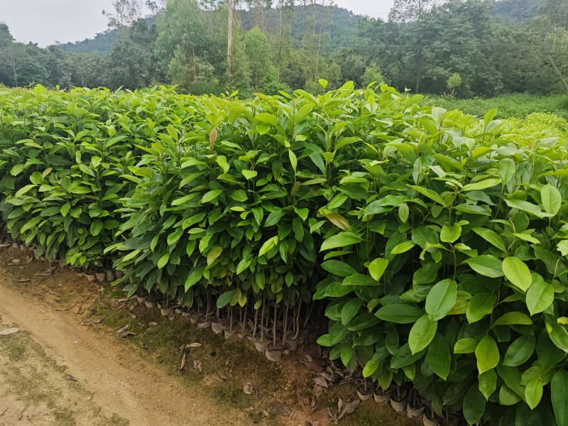 火力楠30-80公分起产地直销，价格美丽！
