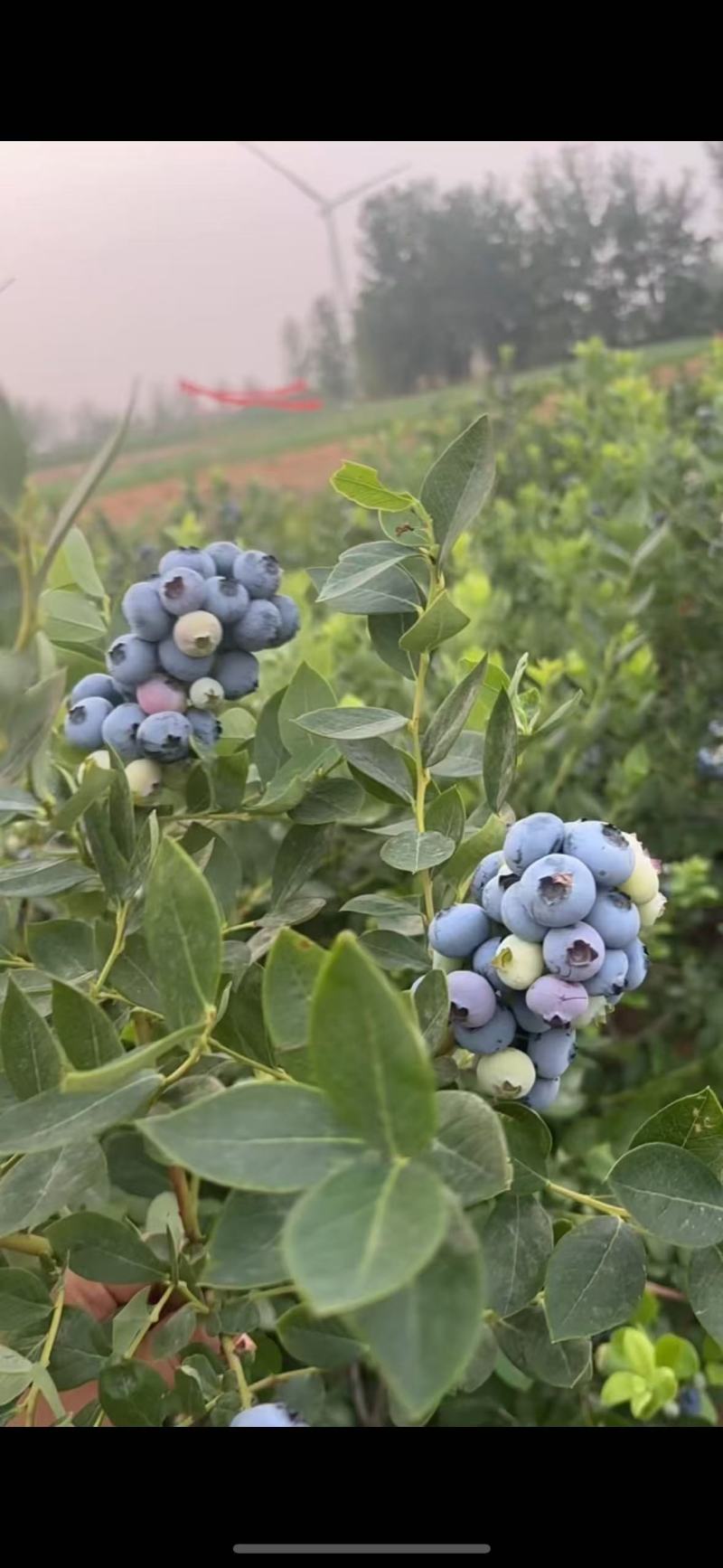 蓝莓绿宝石自家的蓝莓地，可顺丰发货