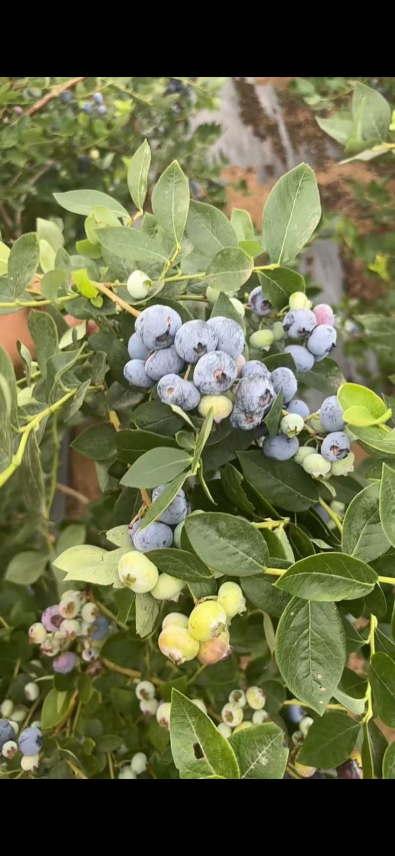 蓝莓绿宝石自家的蓝莓地，可顺丰发货