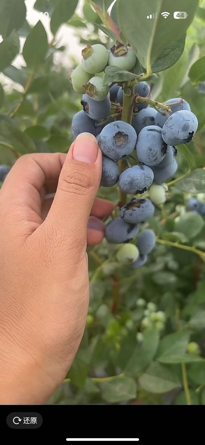 蓝莓绿宝石自家的蓝莓地，可顺丰发货