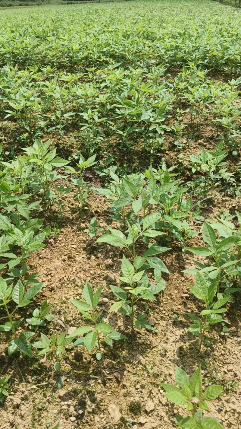 正宗厚皮川黄柏芽苗基地直发量大从优一条龙服务提供技术指