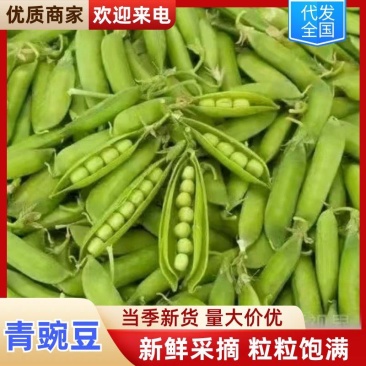 【优质】吉林青豌豆豌豆豌豆荚产地直供