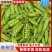 【优质】吉林青豌豆豌豆豌豆荚产地直供