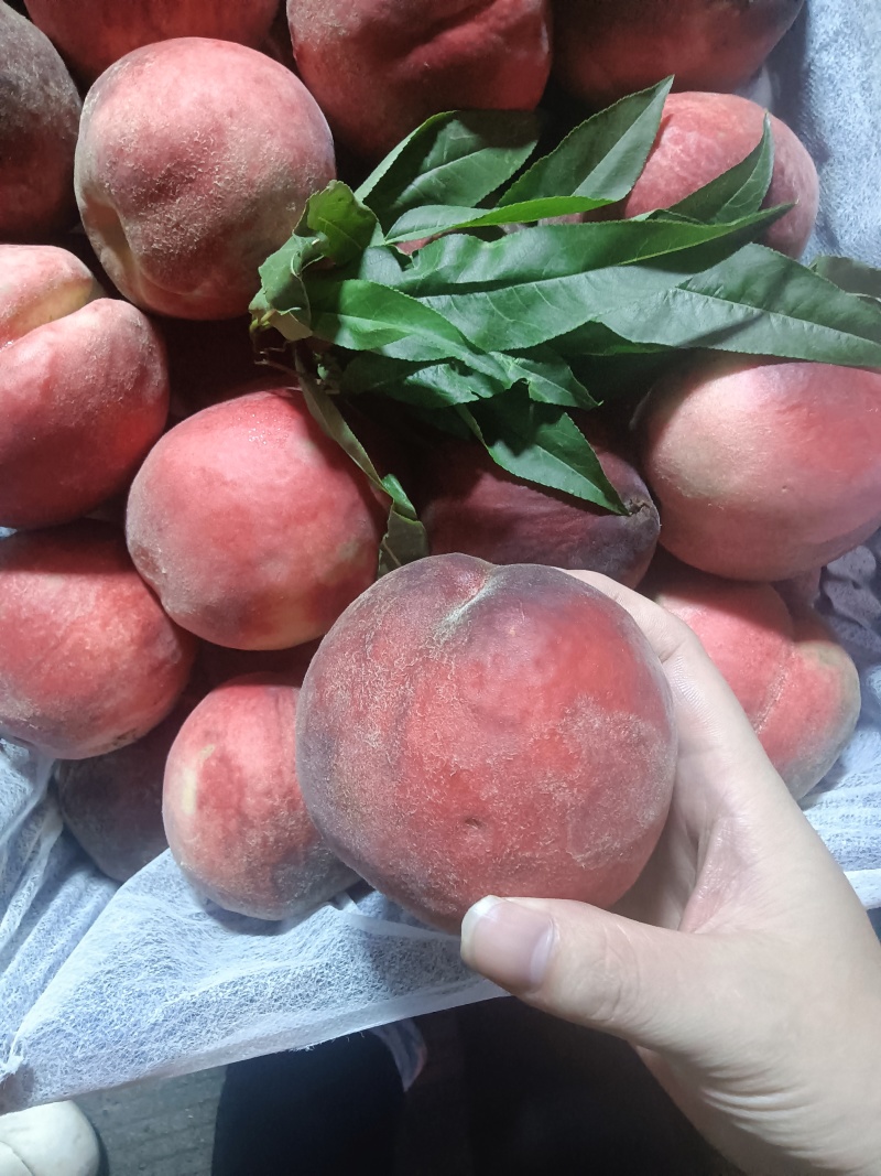 精品大果五两以上精品大果果大水足。二十年老桃树结果