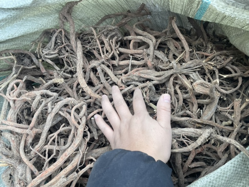 丹参正品无杂质现货秒发***绿色有机农产品