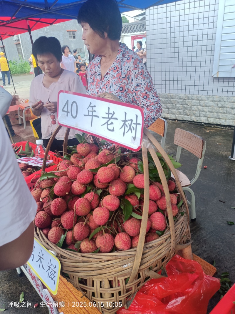 岭南荔枝糯米糍/广东省/果大核小/肉厚清甜