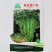 青花薹1号种籽杂交西兰薹种子侧薹多甜杆西兰苔种籽西洋芥兰