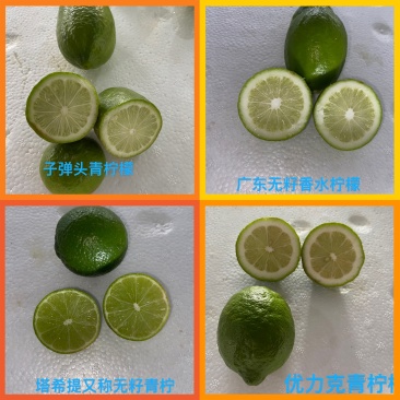 海南香水柠檬广东无籽香水柠檬，海南青柠檬