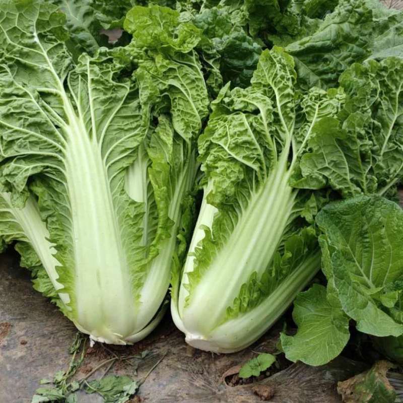 超绿小火锅白菜种子火锅白菜种籽多麻叶黄心大白菜籽四季蔬菜