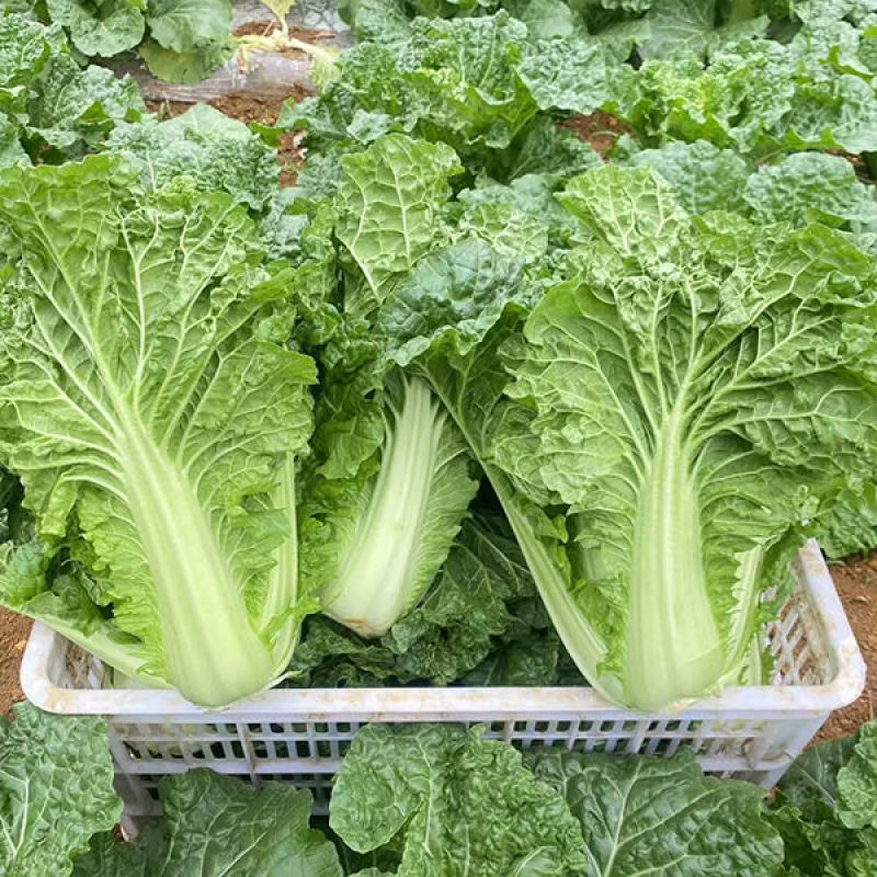 超绿小火锅白菜种子火锅白菜种籽多麻叶黄心大白菜籽四季蔬菜