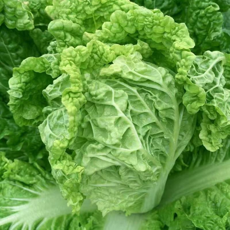 超绿小火锅白菜种子火锅白菜种籽多麻叶黄心大白菜籽四季蔬菜