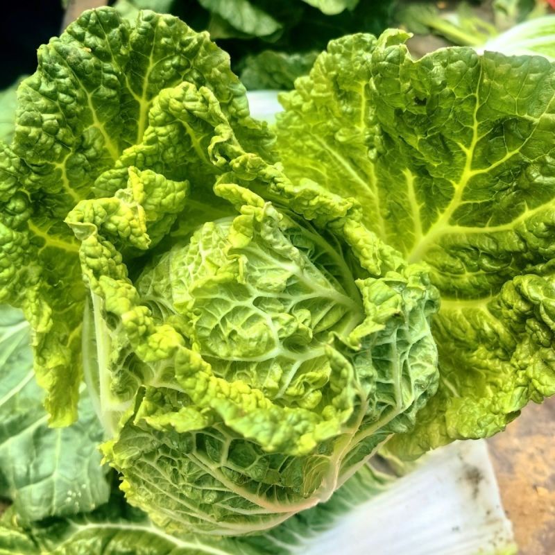 超绿小火锅白菜种子火锅白菜种籽多麻叶黄心大白菜籽四季蔬菜