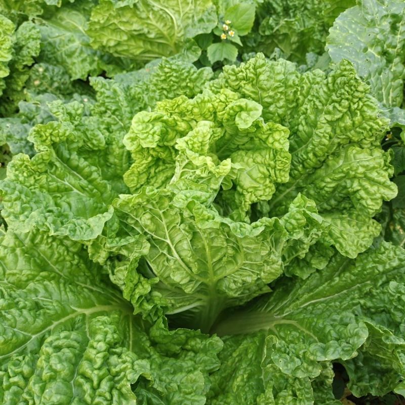 超绿小火锅白菜种子火锅白菜种籽多麻叶黄心大白菜籽四季蔬菜