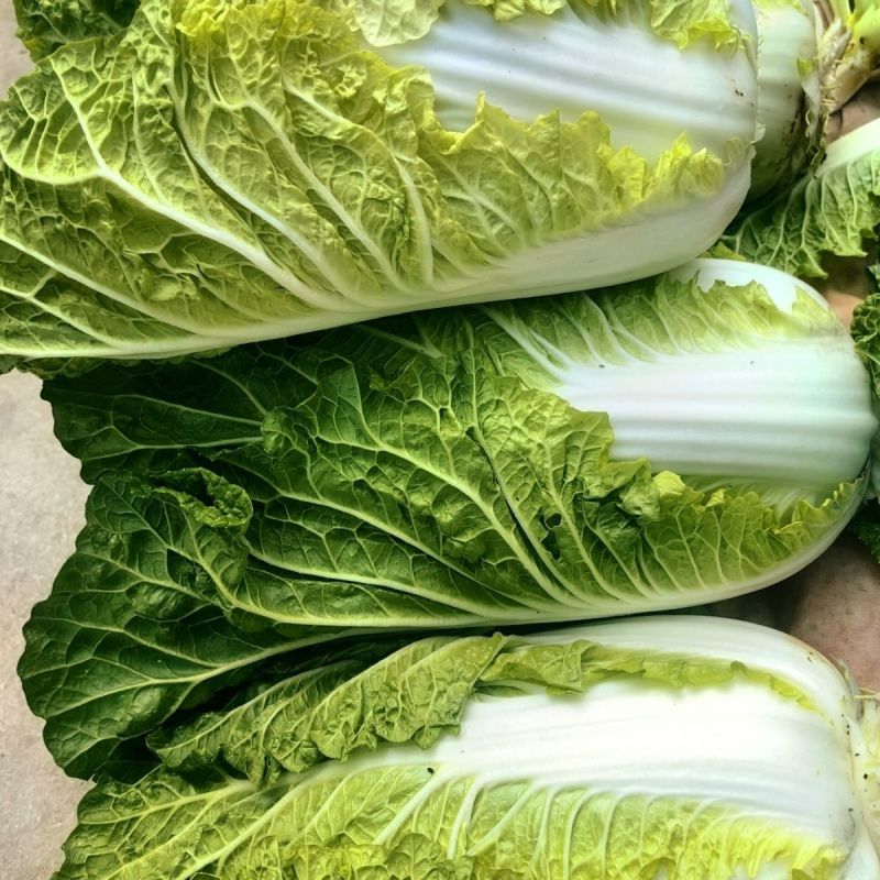 超绿小火锅白菜种子火锅白菜种籽多麻叶黄心大白菜籽四季蔬菜