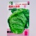 超绿小火锅白菜种子火锅白菜种籽多麻叶黄心大白菜籽四季蔬菜
