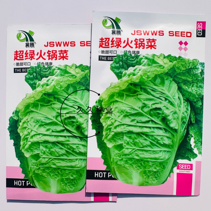 超绿小火锅白菜种子火锅白菜种籽多麻叶黄心大白菜籽四季蔬菜