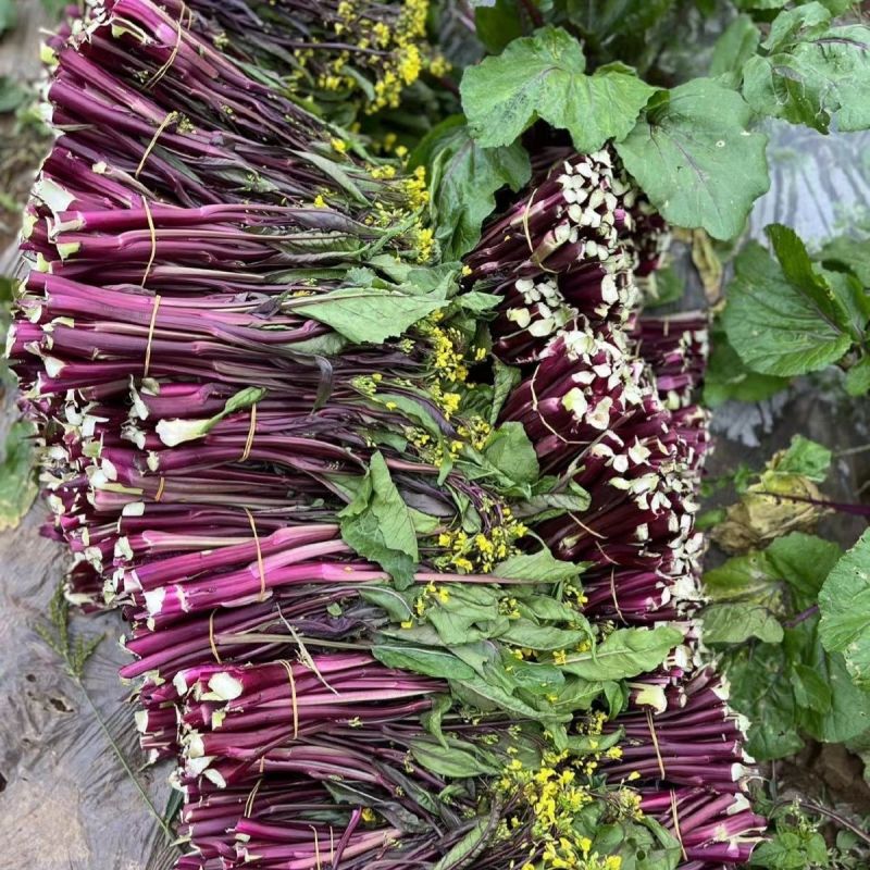 江城37-5红菜苔种子早熟无苦味一代杂交红菜心种子