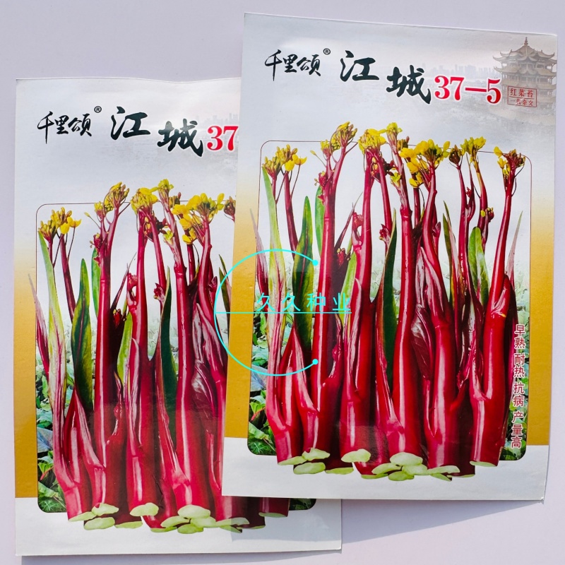 江城37-5红菜苔种子早熟无苦味一代杂交红菜心种子