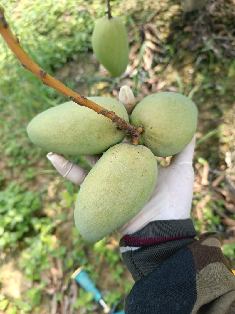 来了来广西百色田东芒果熟了，欢迎老板来订