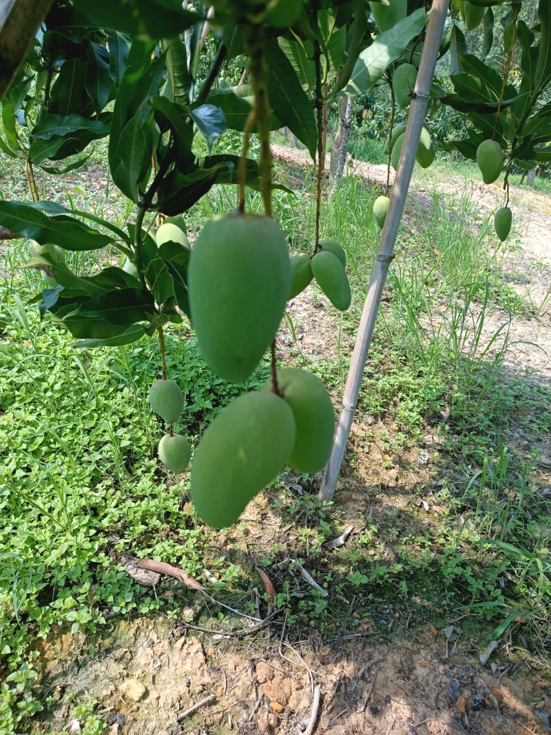 来了来广西百色田东芒果熟了，欢迎老板来订