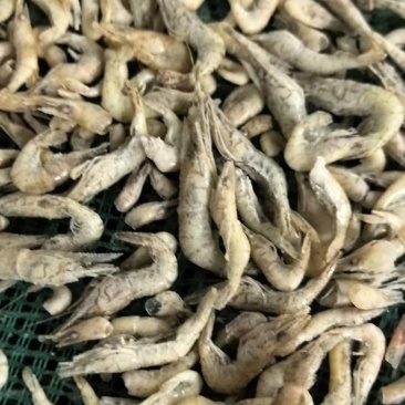 单冻小河虾欢迎下单