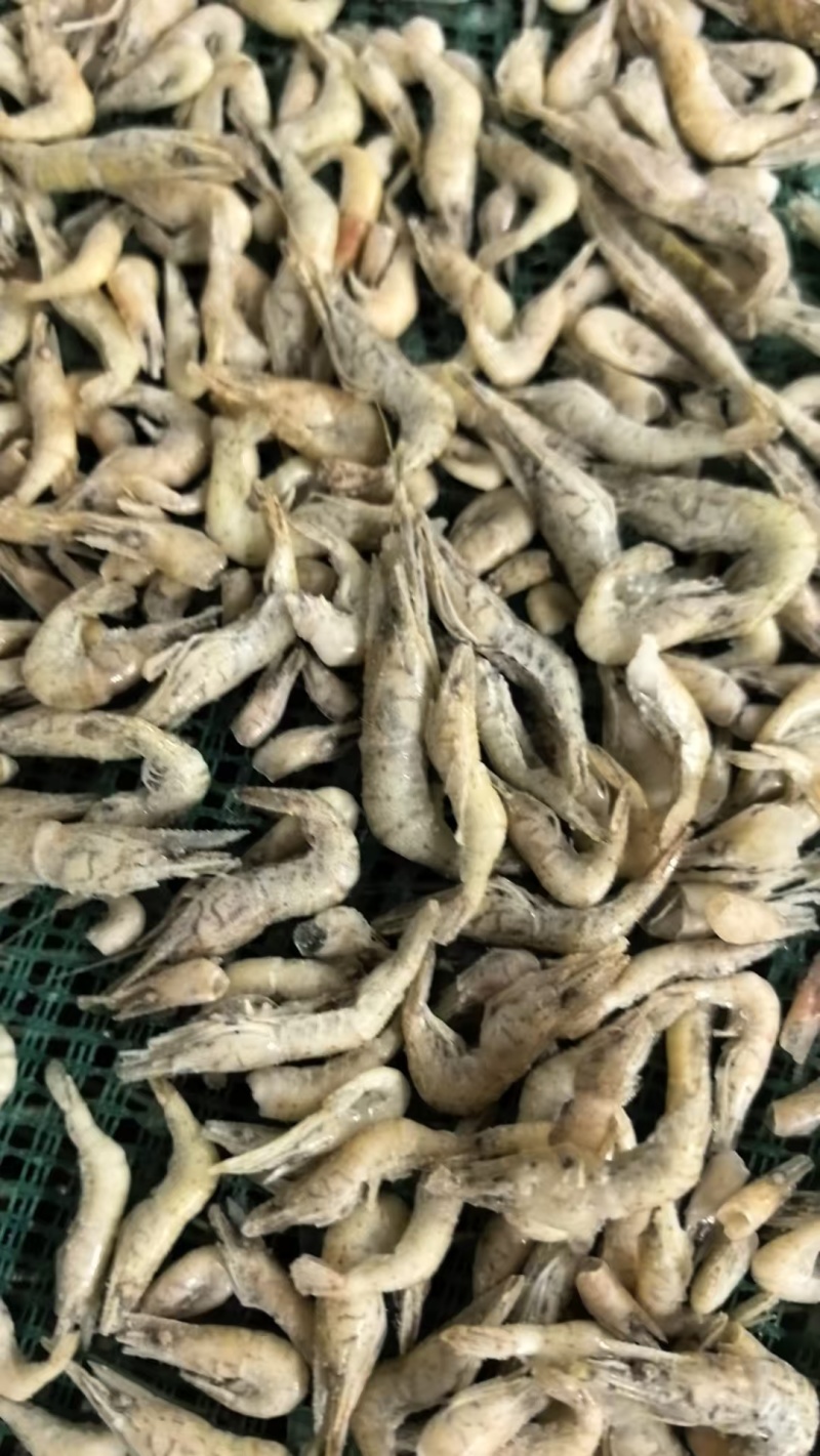 单冻小河虾欢迎下单