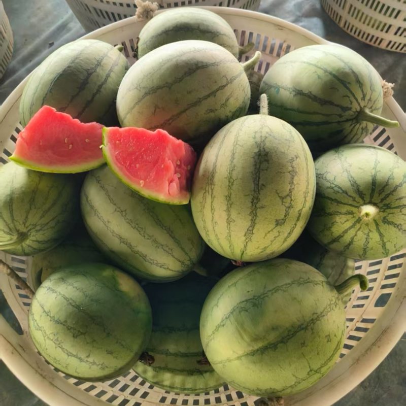 【精品】湖北嘉秀六号西瓜甜度高皮薄多汁对接全国市场