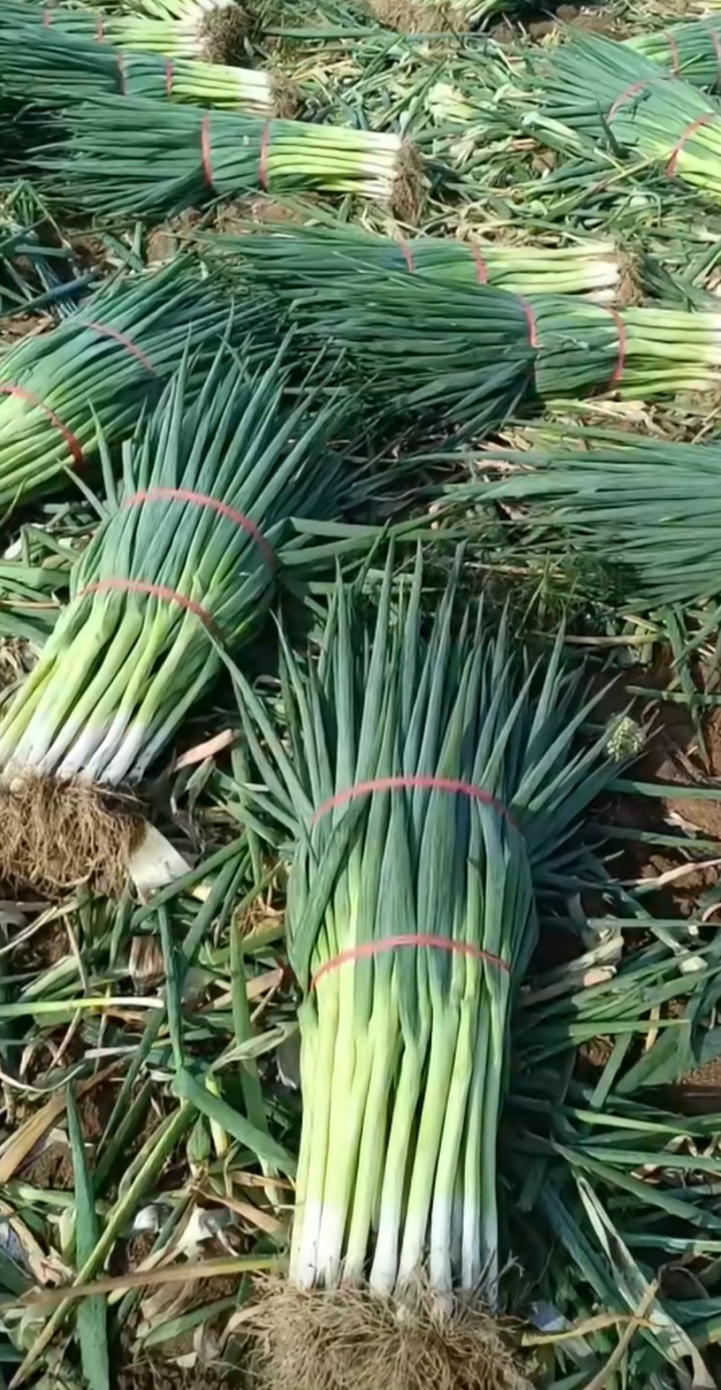 大葱