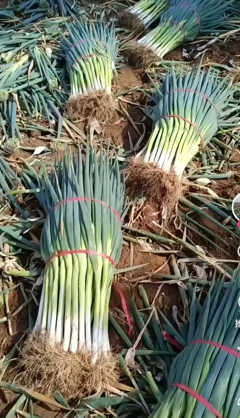 大葱