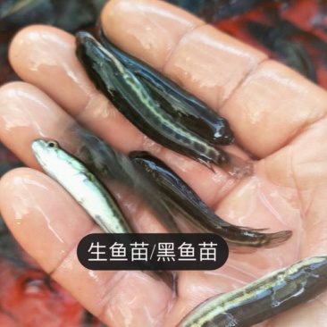 黑鱼苗/生鱼苗养殖基地大量供应品质保证欢迎来电订购洽谈