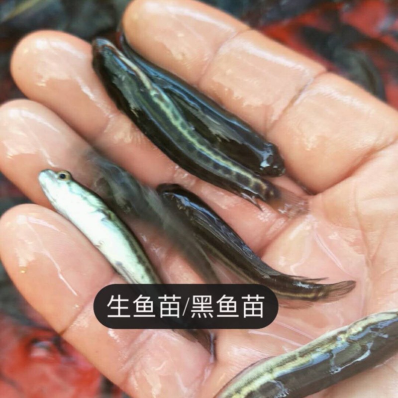 黑鱼苗/生鱼苗养殖基地大量供应品质保证欢迎来电订购洽谈