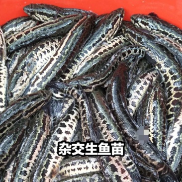 广东大规格黑鱼苗/生鱼苗品质保证诚信经营欢迎联系