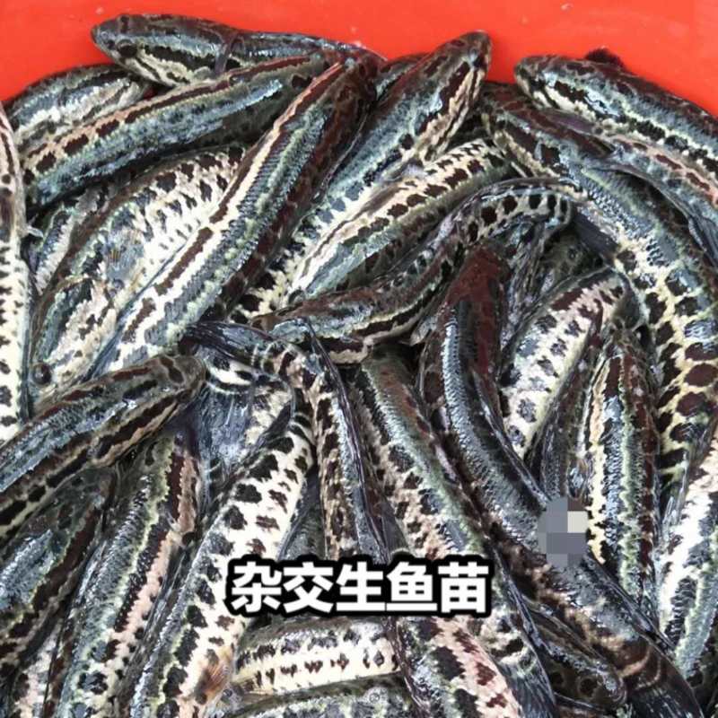 广东大规格黑鱼苗/生鱼苗品质保证诚信经营欢迎联系