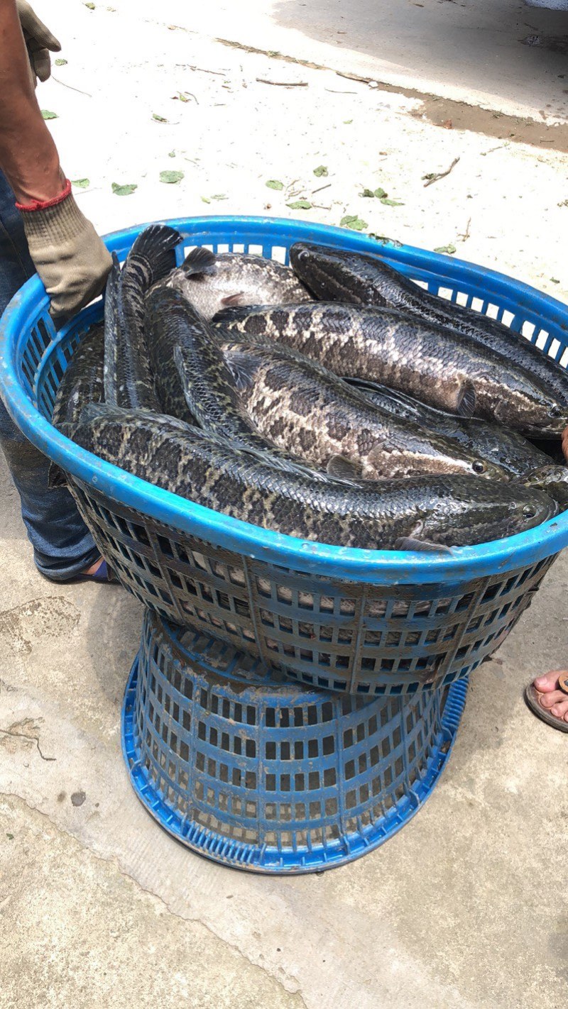 广东大规格黑鱼苗/生鱼苗品质保证诚信经营欢迎联系