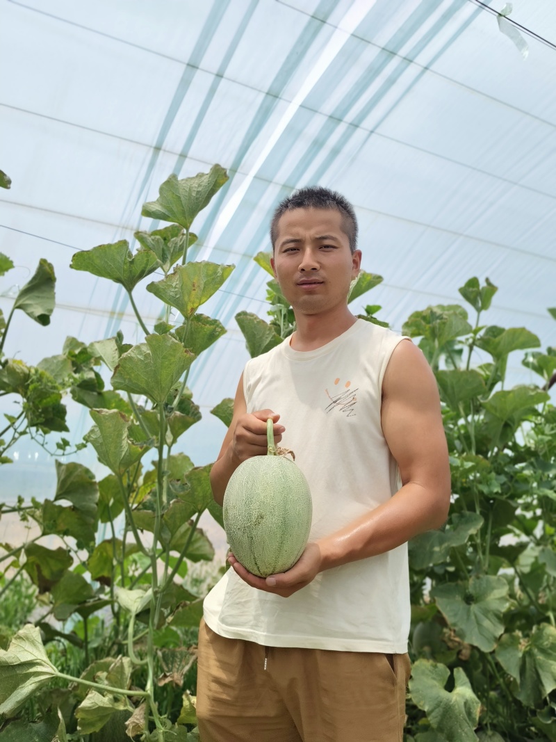 阎良哈密瓜4斤以上