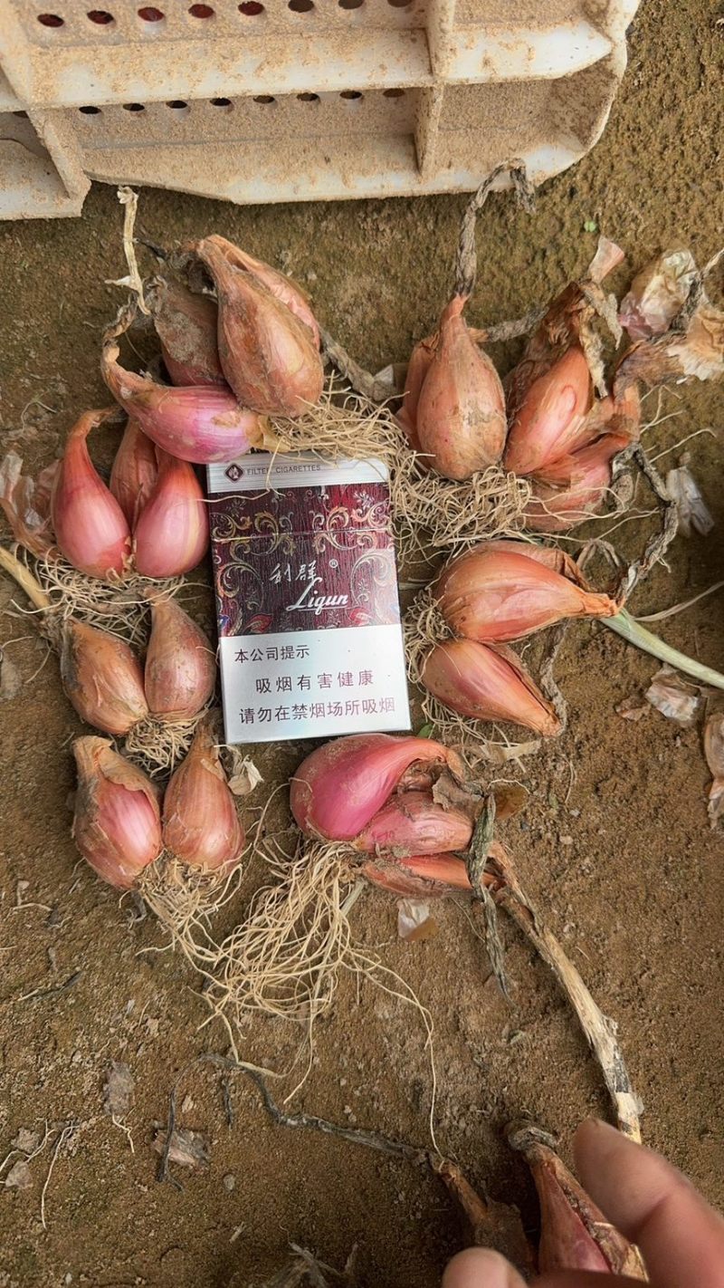 干葱头小葱头红干葱头铁杆葱头铁杆葱头种子