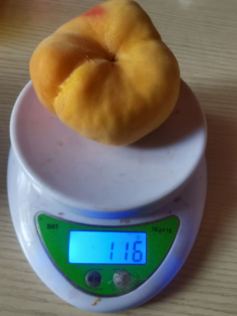 云南红河石屏露天套袋黄金毛蟠桃