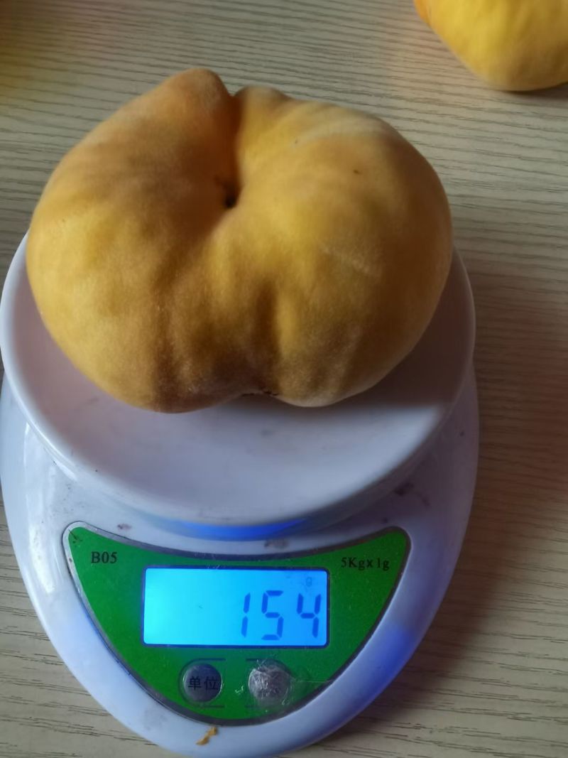 云南红河石屏露天套袋黄金毛蟠桃