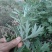湖北野生干艾草全棵艾草切段艾草质量好批发零售支持视频看货