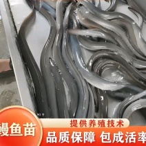 鳗鱼苗基地直销全国各地均可养殖经济价值高全程提供技术指